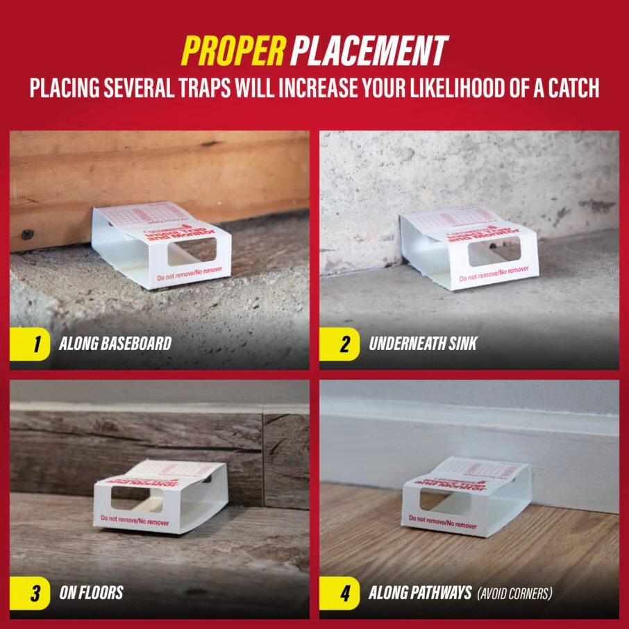 Brown Recluse Spider Glue Board Traps - Image 5
