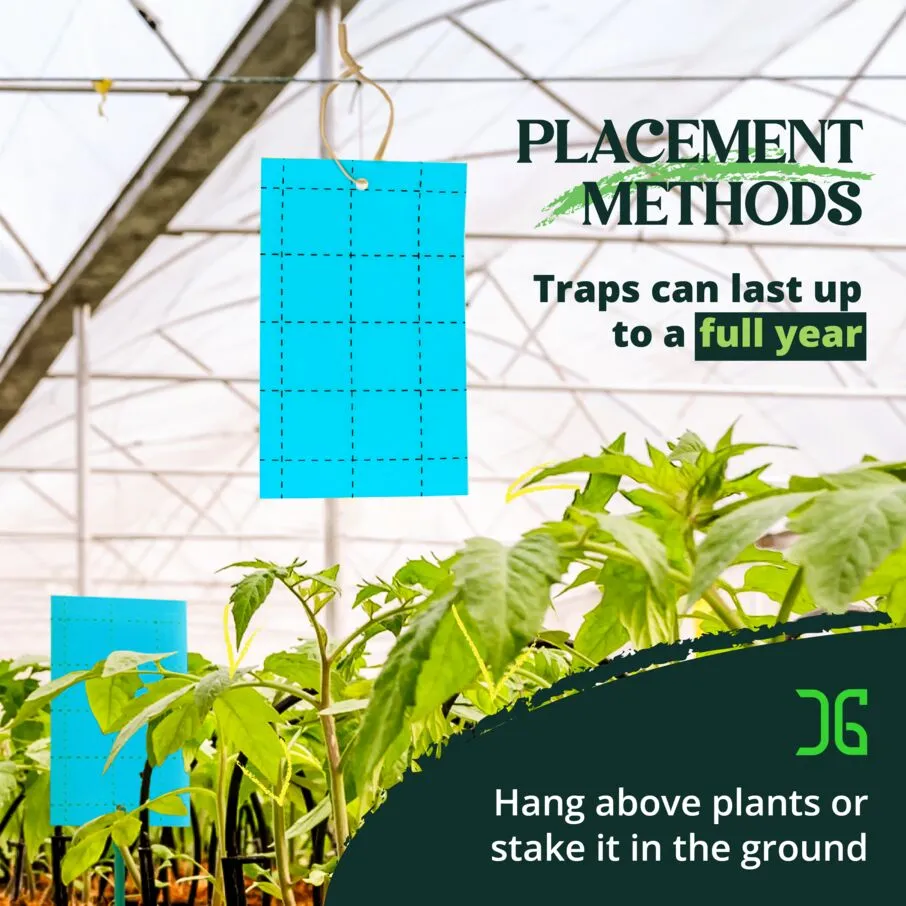3"x5" Double-Sided Blue Sticky Card Insect Trap - Image 8