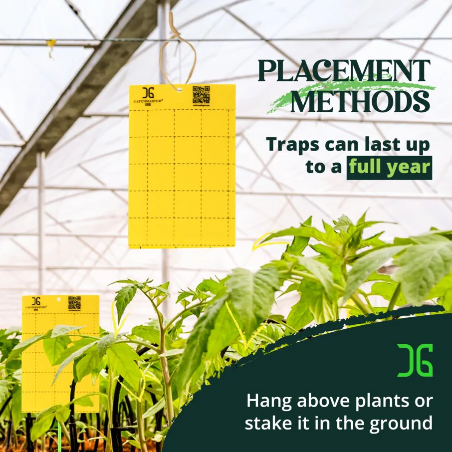Large Double Sided Sticky Traps - Yellow - Image 8